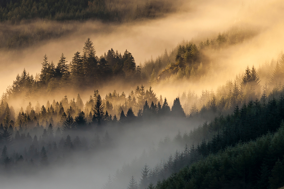 Forest Mist