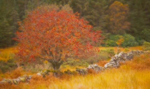 Rowan Tree