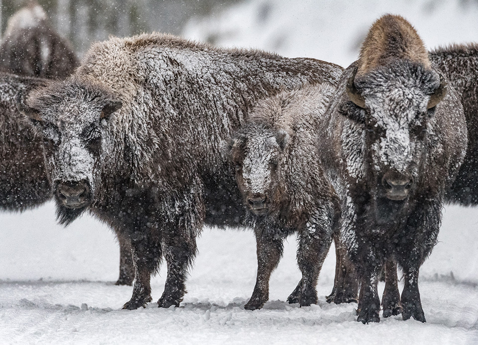 Bison Blizzard