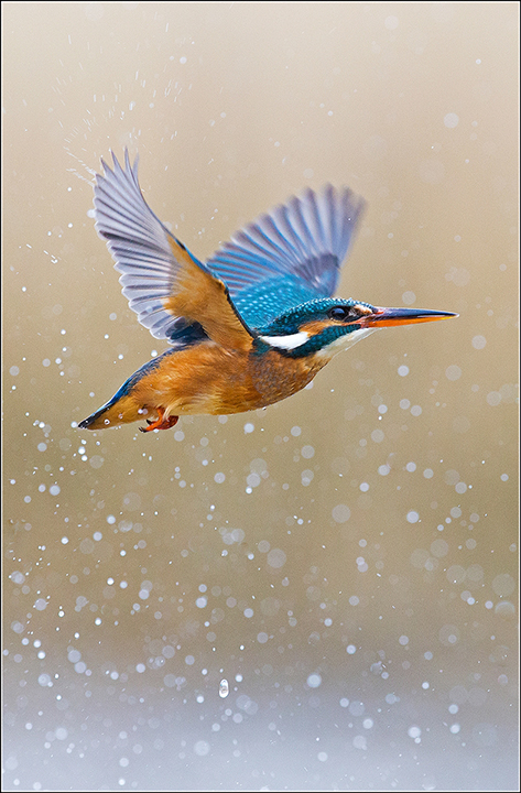 Kingfisher