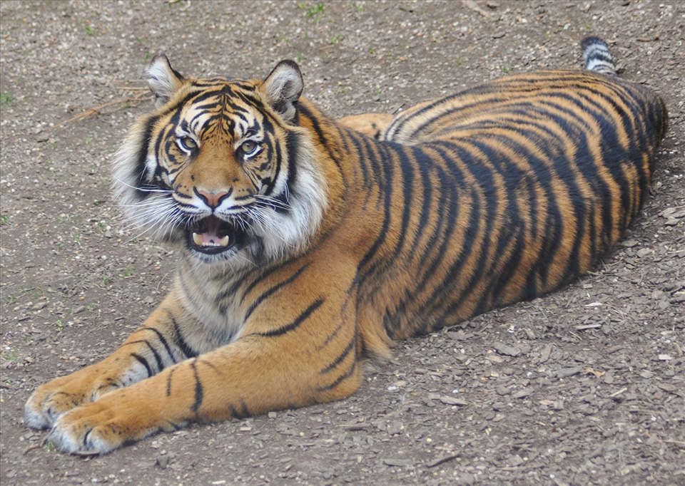 Sumatran Tiger
