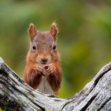 1st Intermediate: Red Squirrel: Iain Gardner