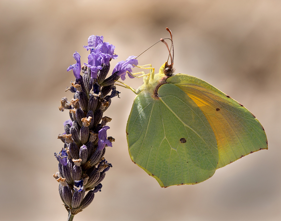 Cleopatra nectaring on lavender