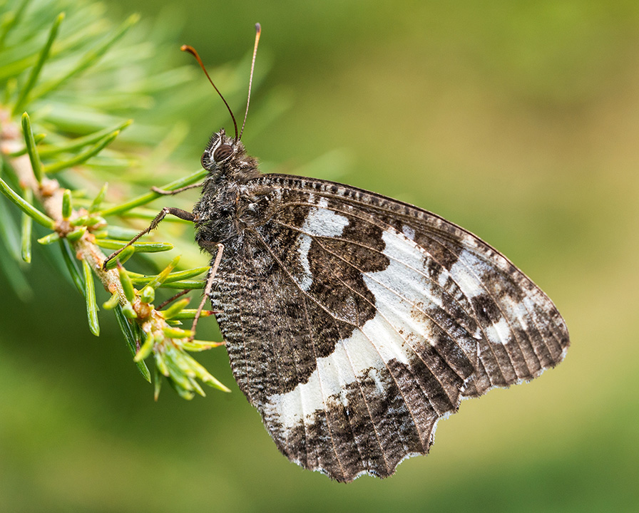 Great Banded Grayling
