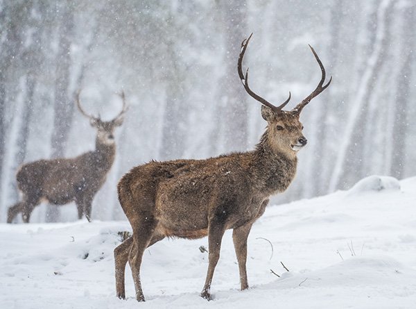 Stags in Snow