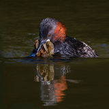 small grebe