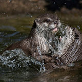 splash