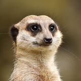 sergi