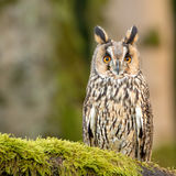 Long-eared Owl
