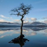 Milarrochy Bay Tree