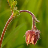 Water Avens