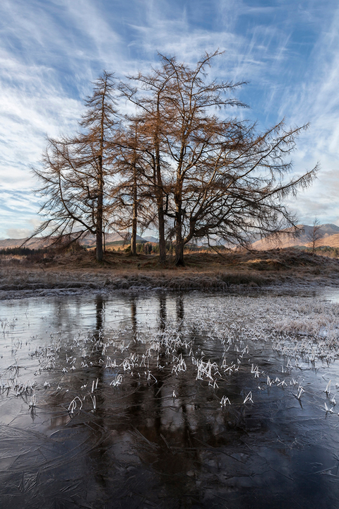 Frozen Morning