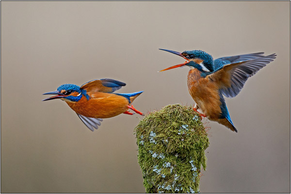 Kingfishers