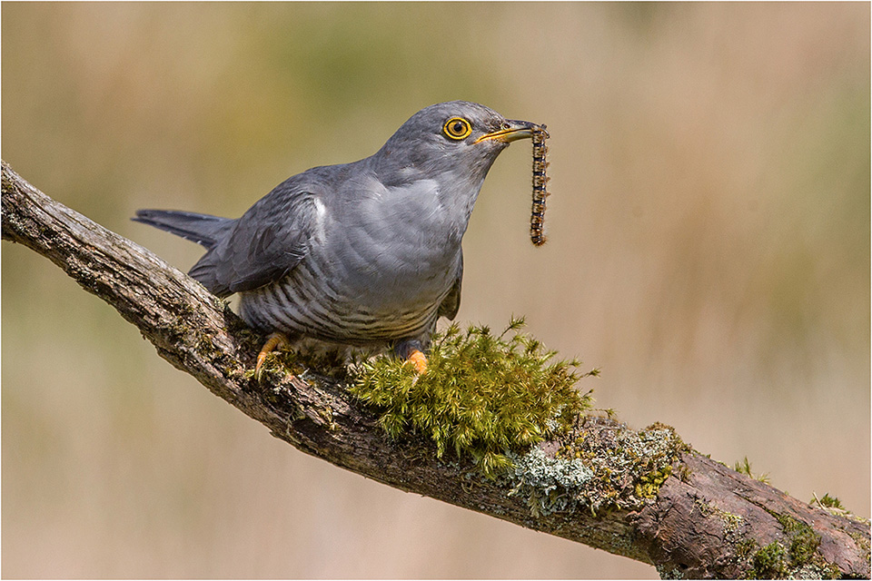 Cuckoo