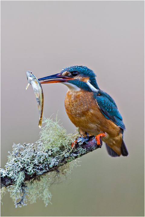 Female Kingfisher with Minnow