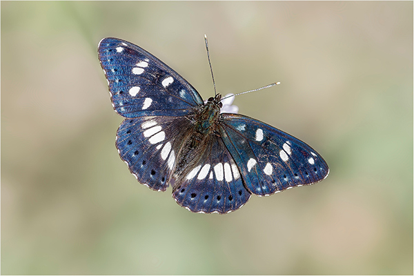Southern White Admiral