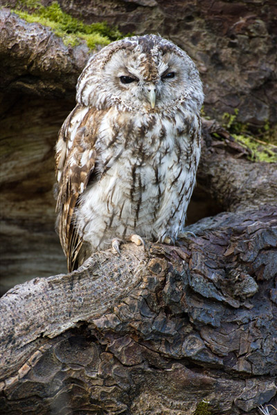 Tawny Owl