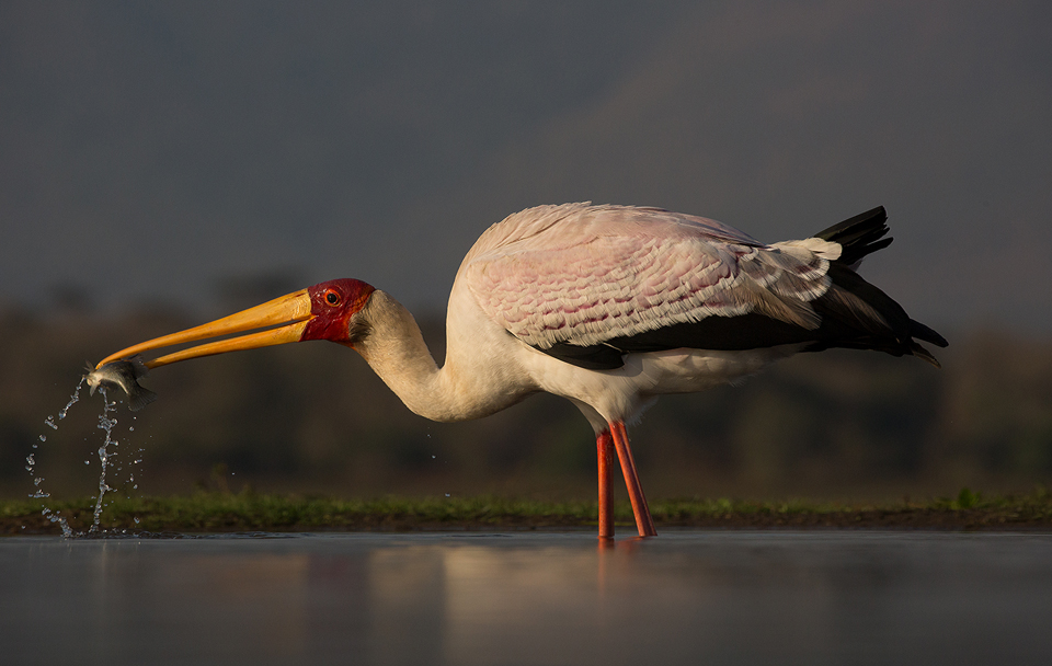 Yellowbilled Stork with Fish