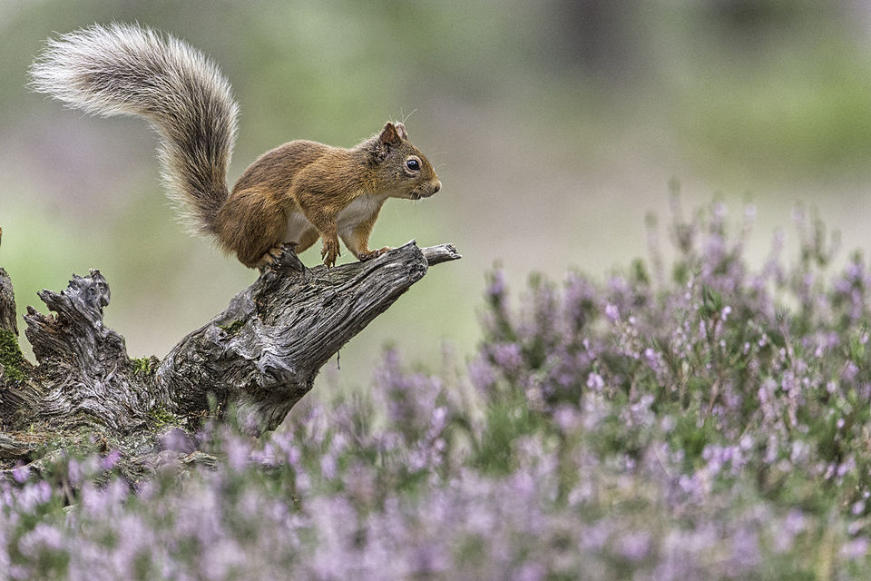 Alert Red Squirrel