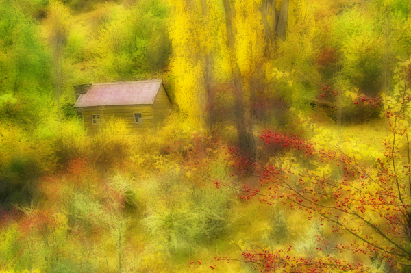 Woodland Cabin