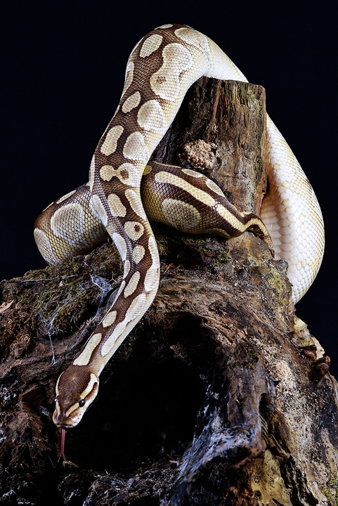 Python