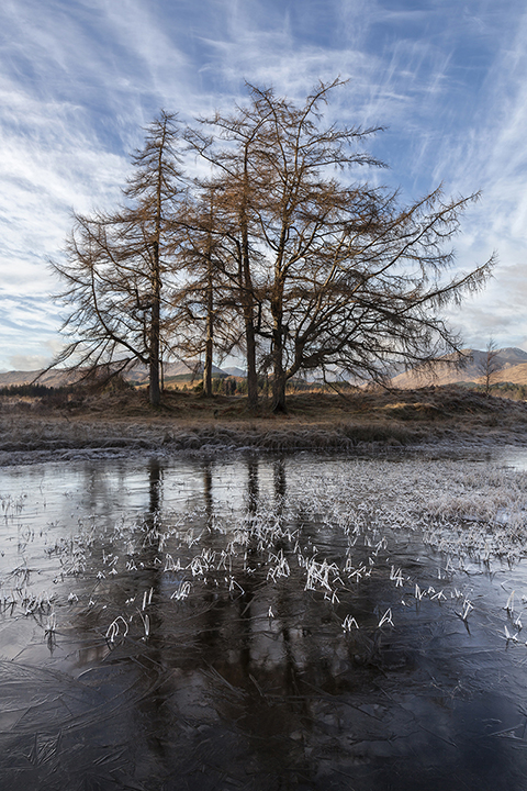 Frozen Morning