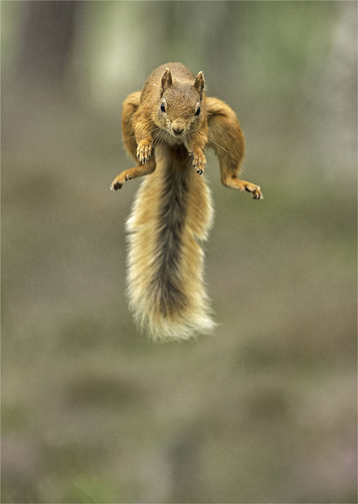 Red Squirrel