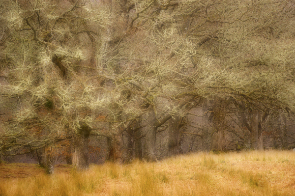 Winter Tree Line