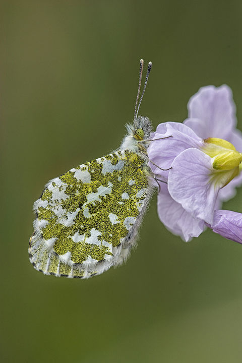 Orange-tip