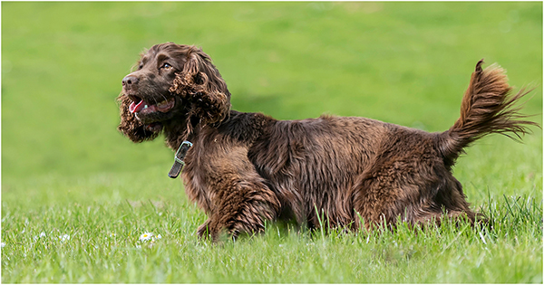 A Run in the Long Grass