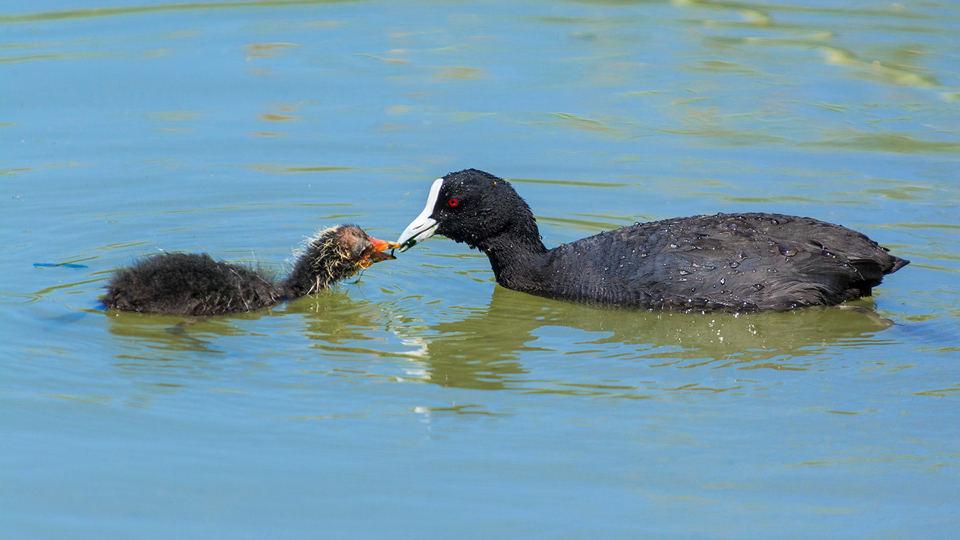 Adult Coot Feeding Young