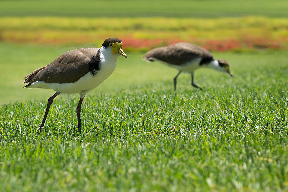 Masked Lapwing