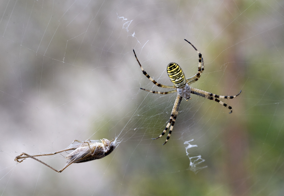 Argiope Bruennichi with Lunch
