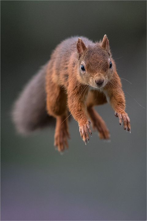 Red Squirrel Jumping in Heather