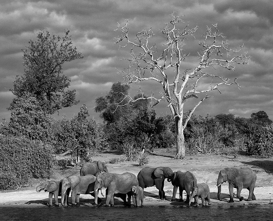 African Riverbank