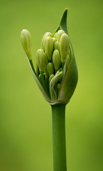 Agapanthus Bud
