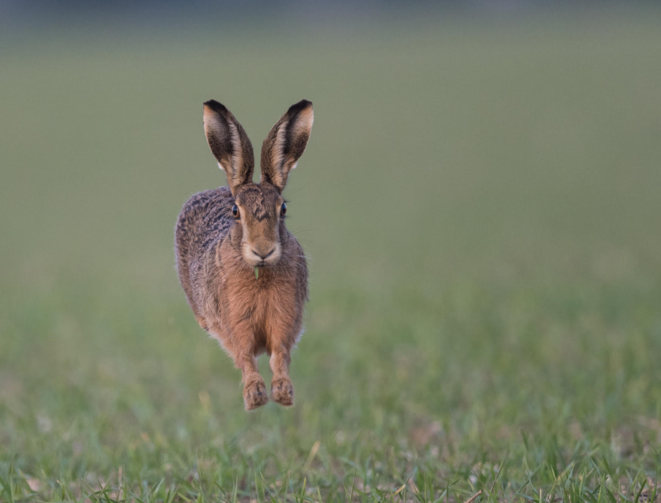 Airborne hare