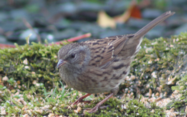 Am an angry sparra'