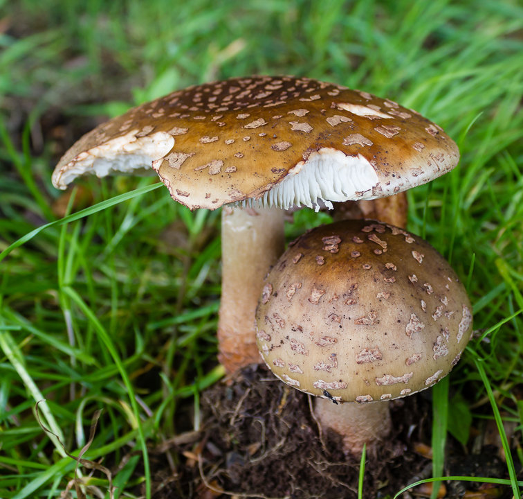 Amanita Genus Fungi