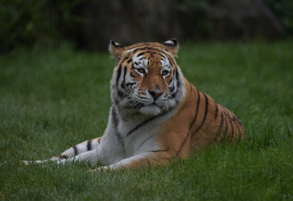Amur Tiger