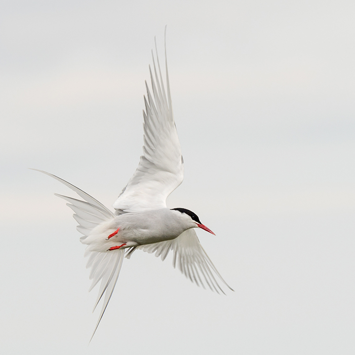Arctic Tern Manoeuvering