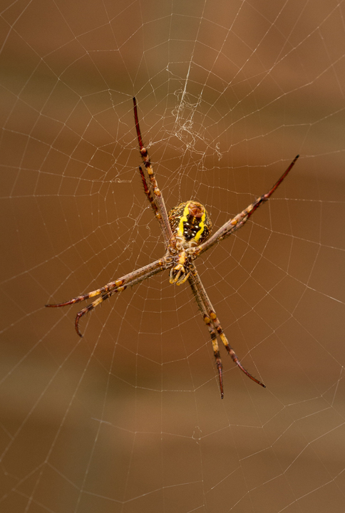 Argiope Underbelly with Spinner