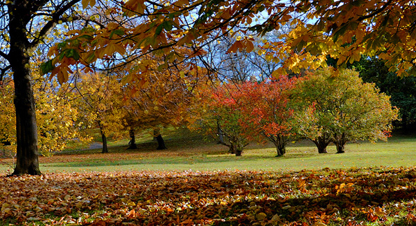 Autumn Gold, Kelvingrove