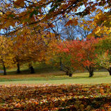 Autumn Gold, Kelvingrove