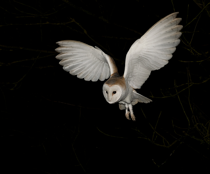 Barn Owl