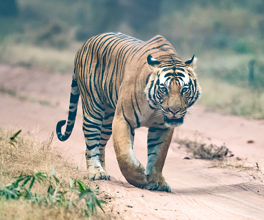Bengal Tiger