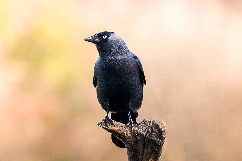 Black Bird