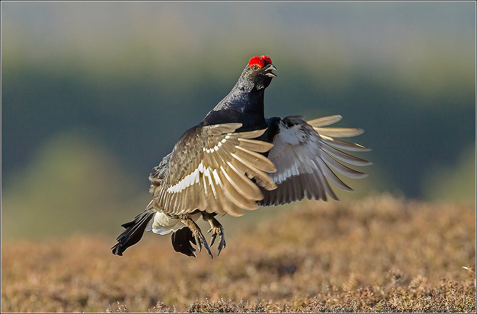 Black Grouse Displaying