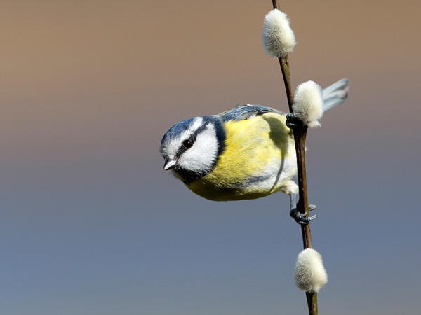 Blue Tit on Catkin