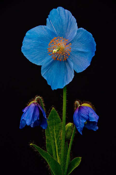 Blue Poppy with Buds